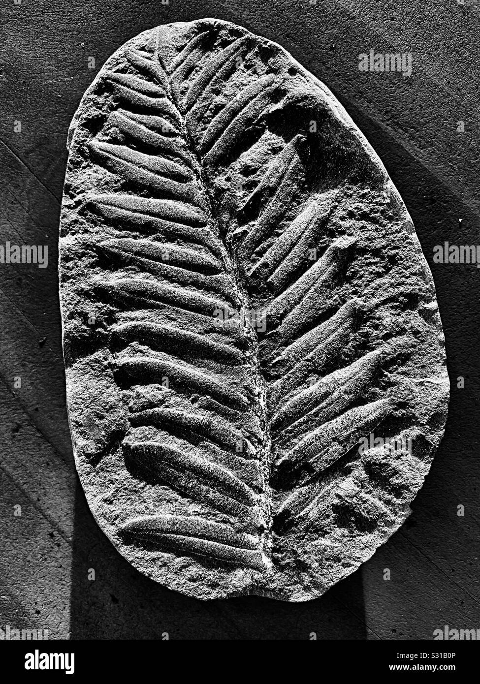 Fern fossil in black and white Stock Photo