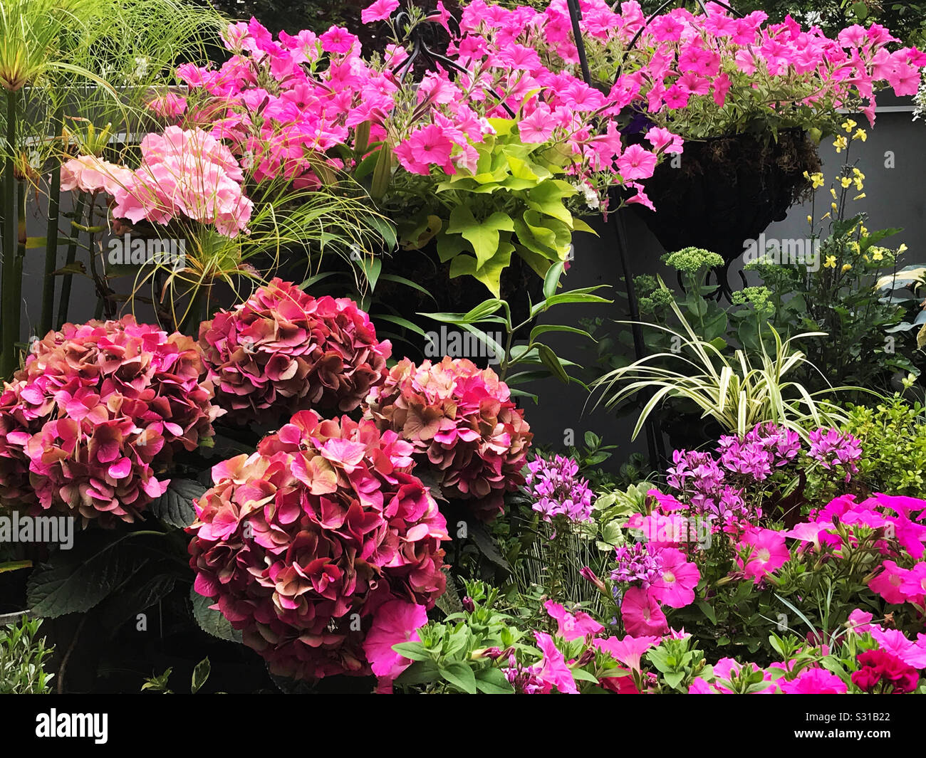 Pink Hydrangeas and Petunias in the Garden Stock Photo