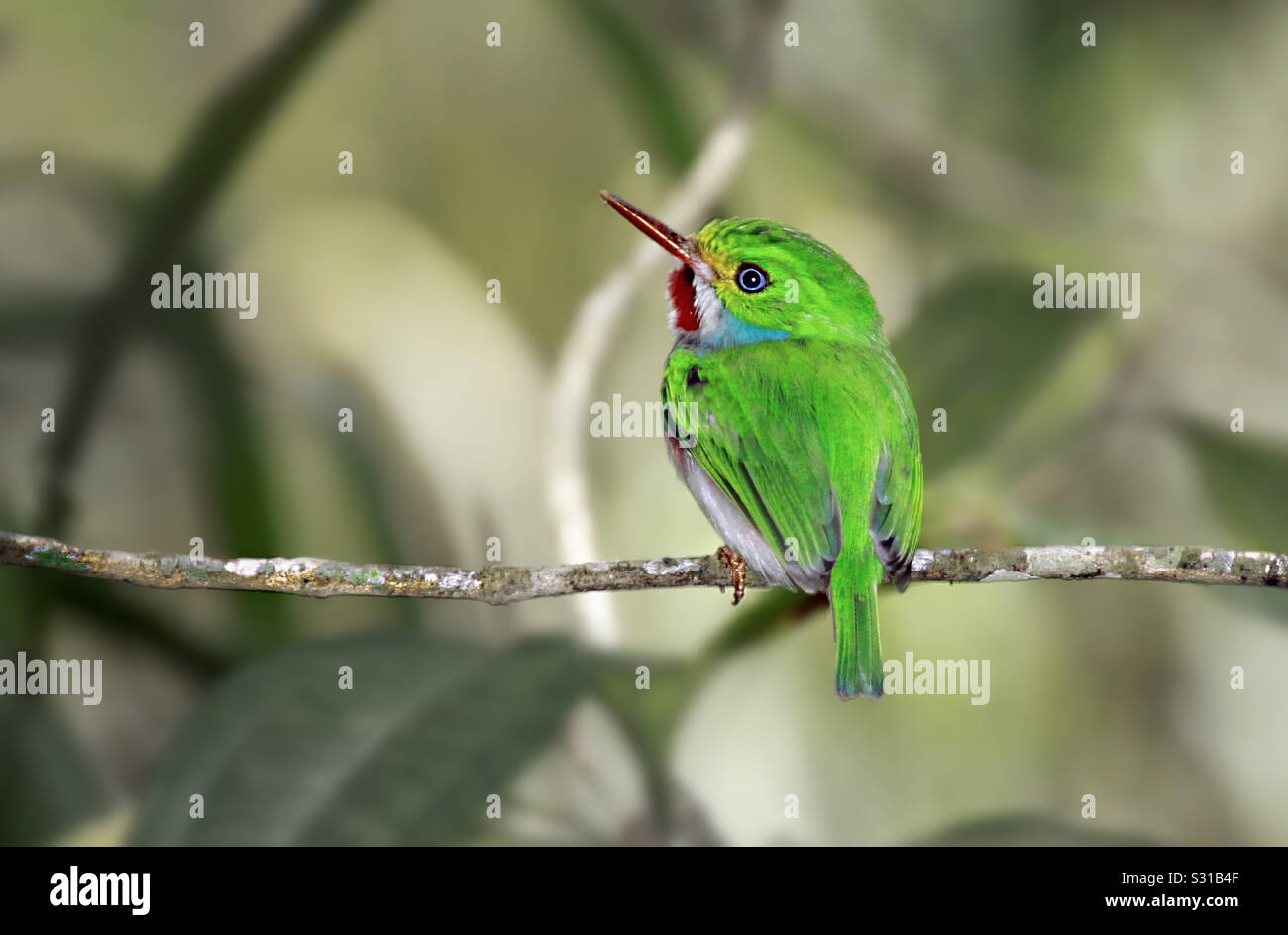 Cuban Today - A rare bird only found in the rainforest of Cuba Stock Photo