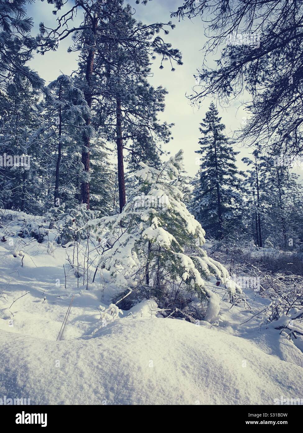 Snow covered small fir tree surrounded by tall fir and pine trees on a winter day. - Smartphone Captured Stock Image