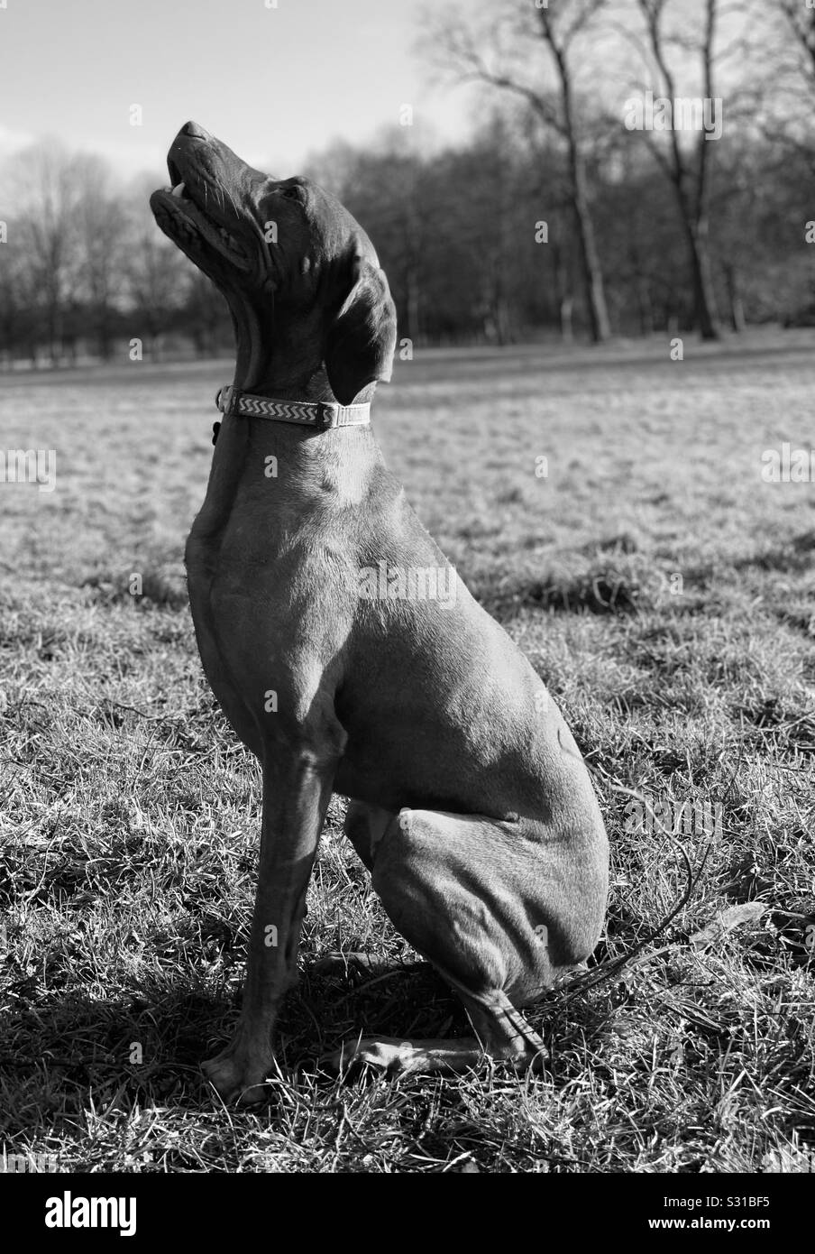 Black and white side view of a Vizsla dog in a park, sat and looking up Stock Photo