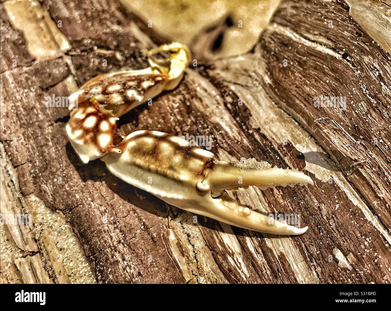 Crab claw hires stock photography and images Alamy