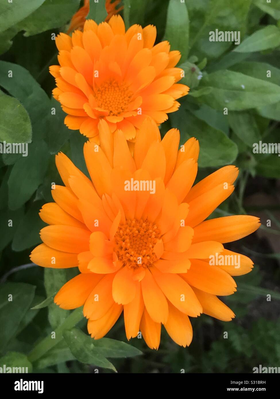 Orange flowers. - Smartphone Captured Stock Image
