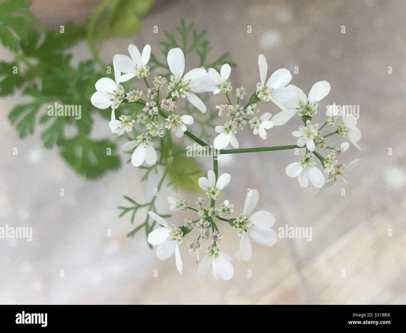 Flowers of Coriander plant Stock Photo Alamy
