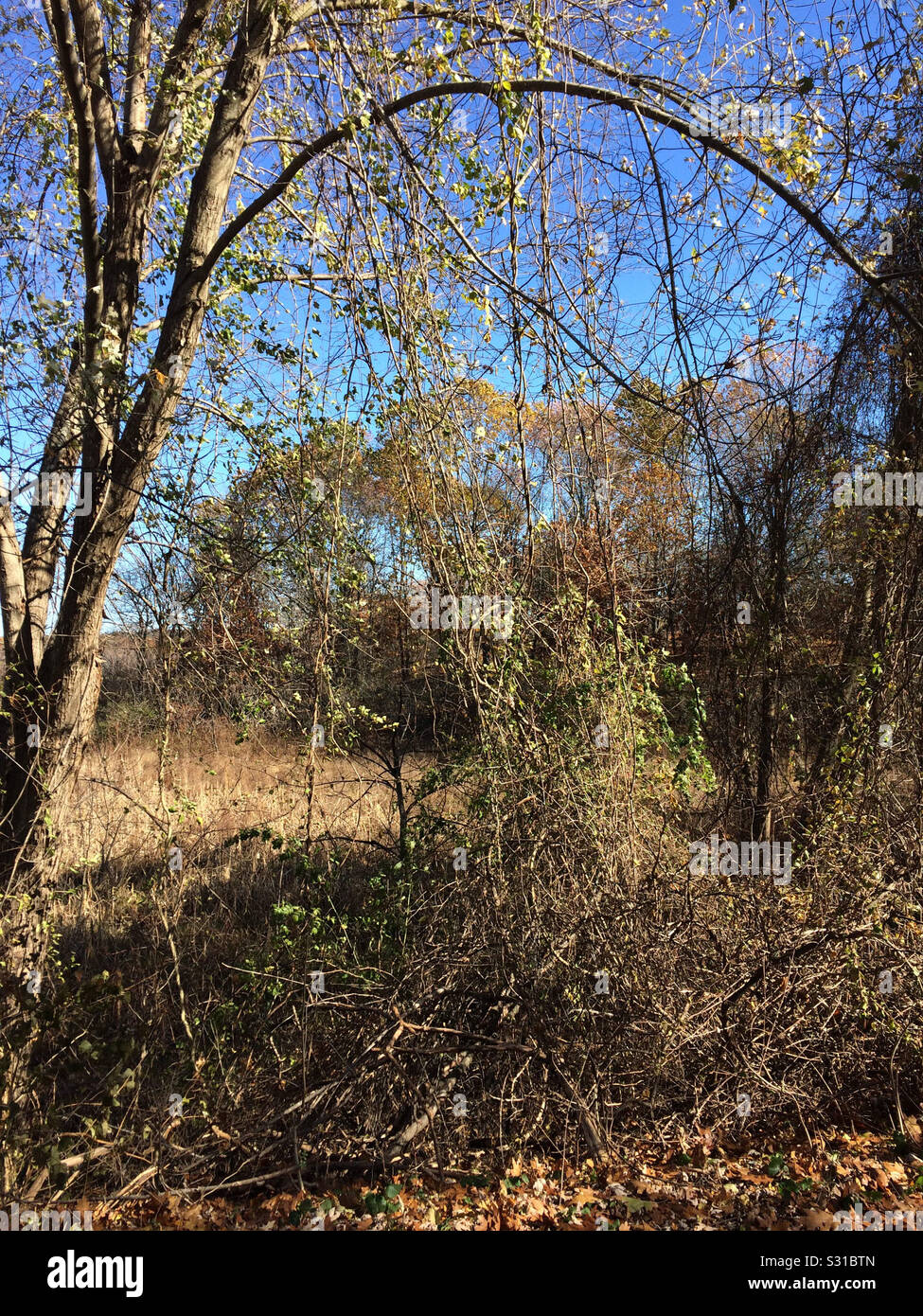 Trees and vines - Smartphone Captured Stock Image