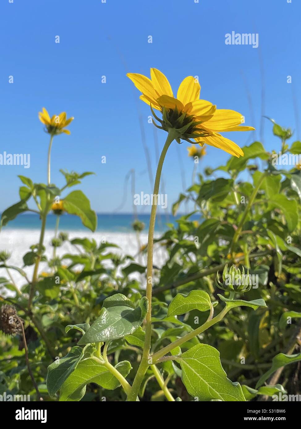 Closeup of bright yellow wildflower growing on white sand beach with clear blue skies Stock Photo