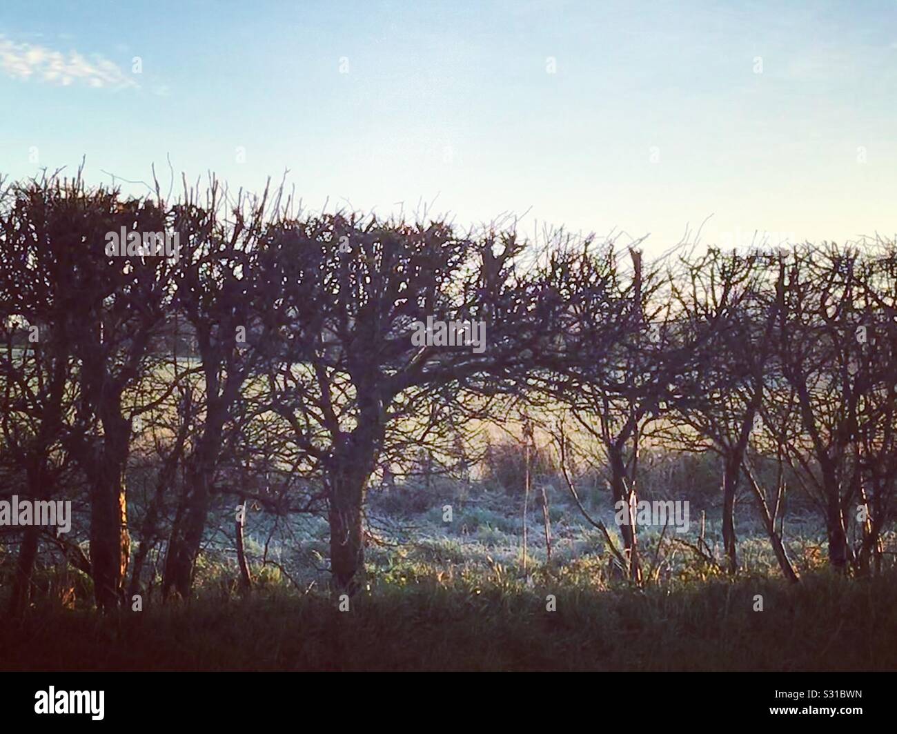 Winter morning frost, hedgerows English countryside Stock Photo