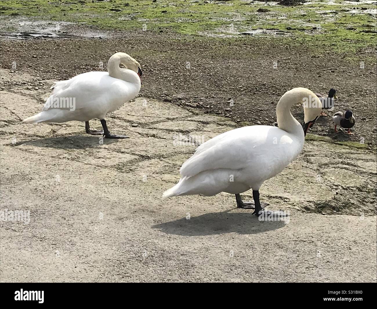 Swans and ducks resting beside estuary, tide out. - Smartphone Captured Stock Image