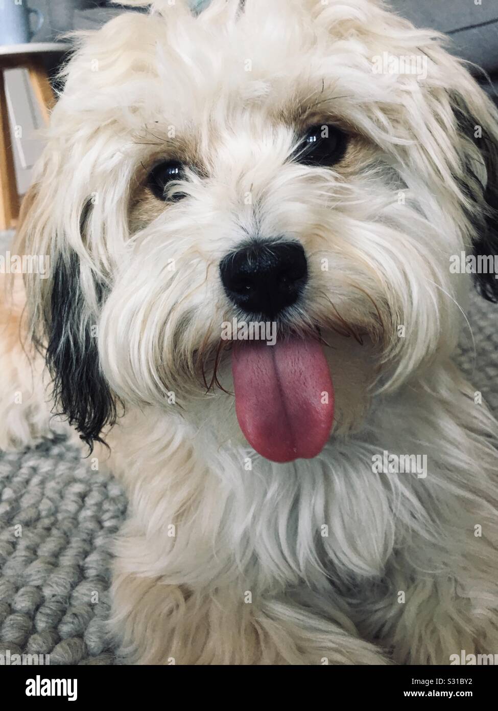 Cute dog with tongue hanging out Stock Photo Alamy
