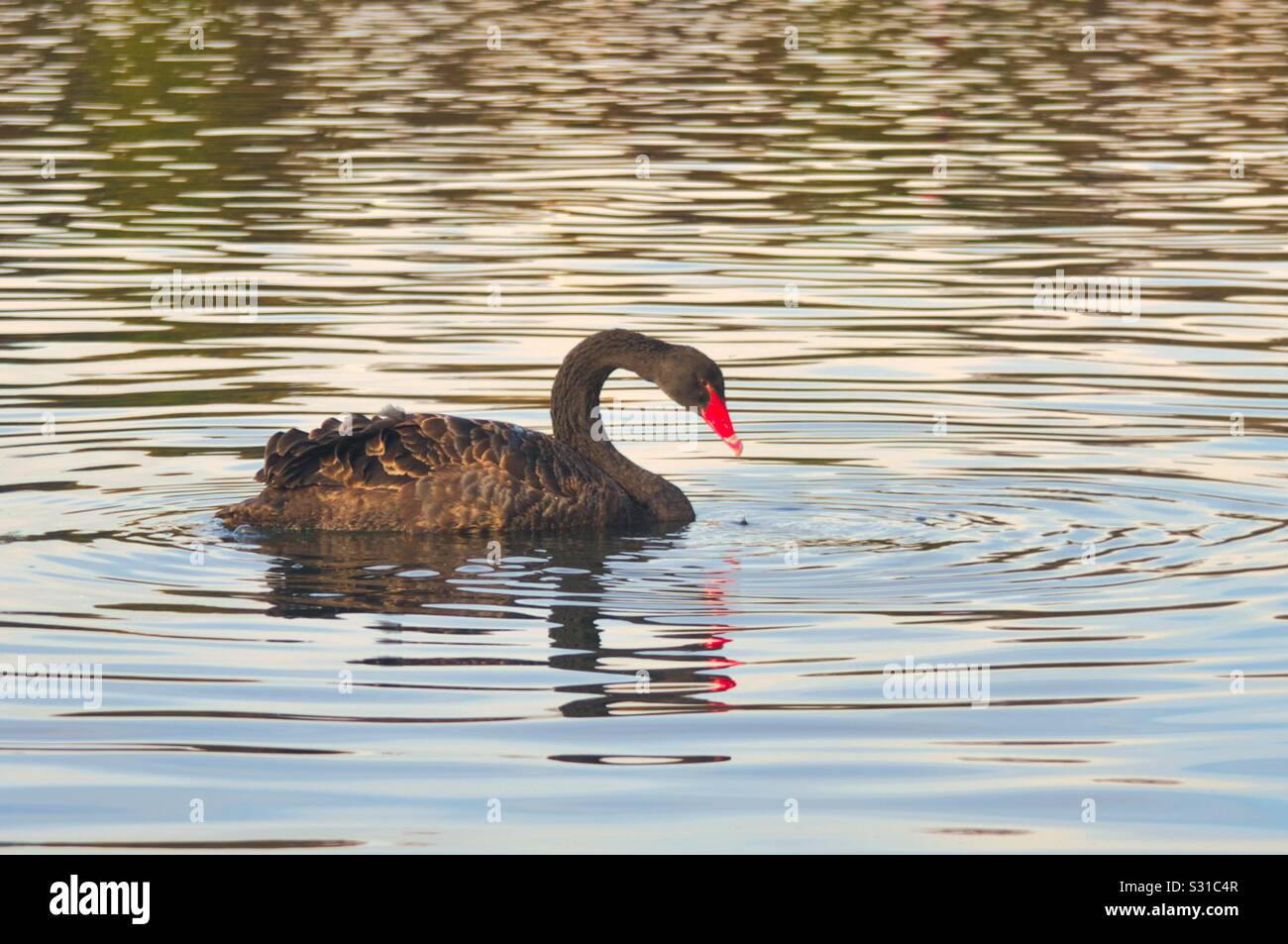 Black Swan in Lake - Smartphone Captured Stock Image