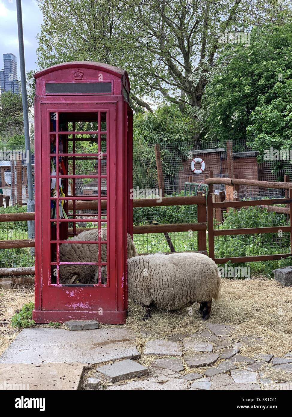 Sheep in red phone box Stock Photo