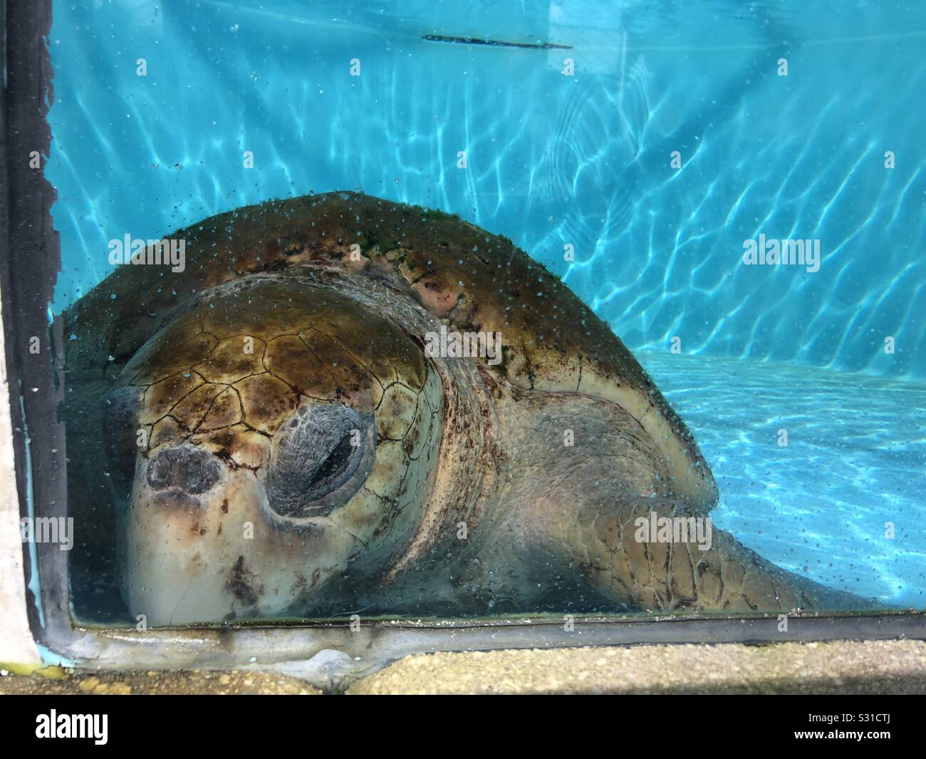A turtle at the Loggerhead Marine Life Center in Florida Stock Photo