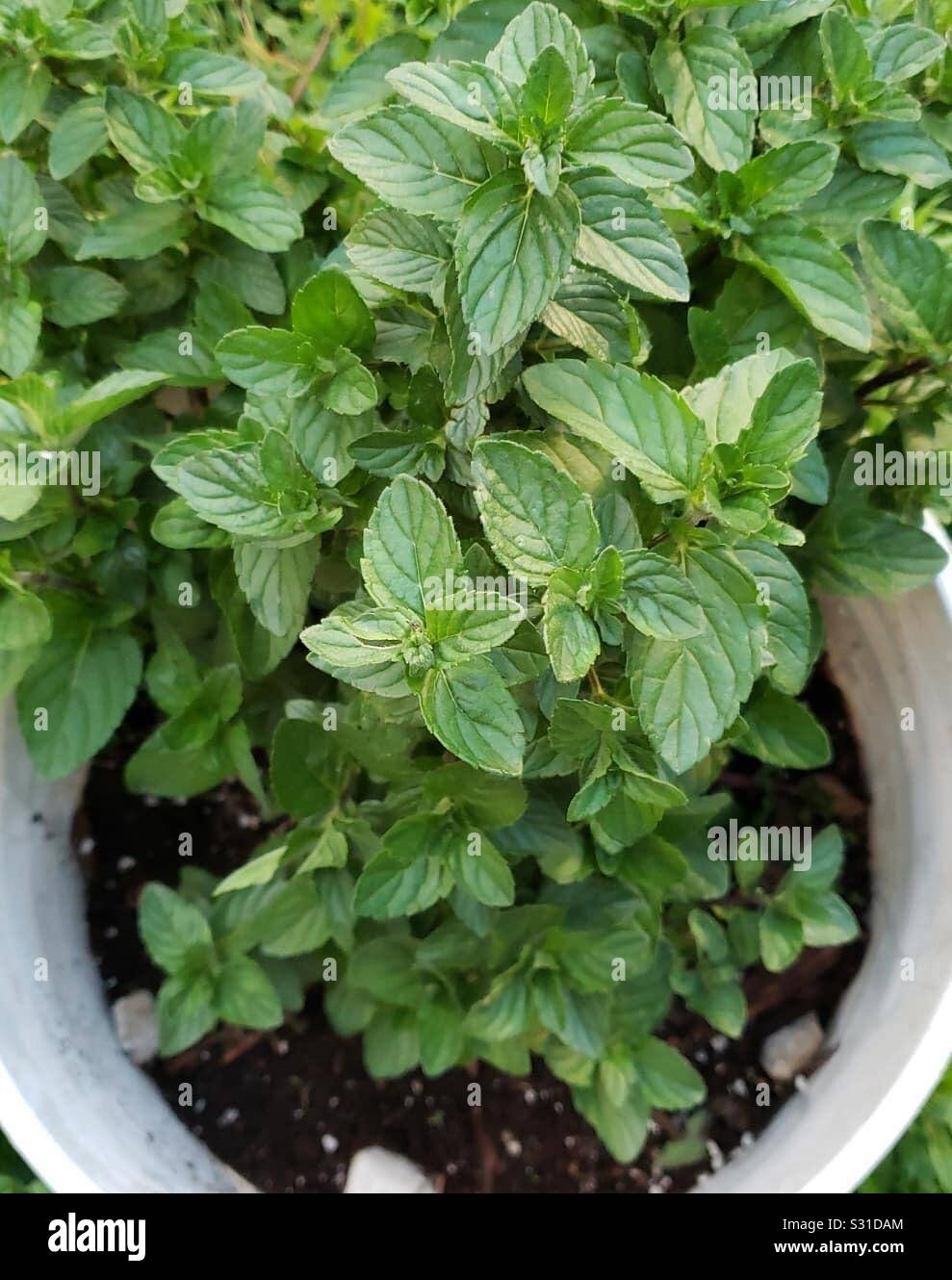 Mint plant brought back to life Stock Photo Alamy