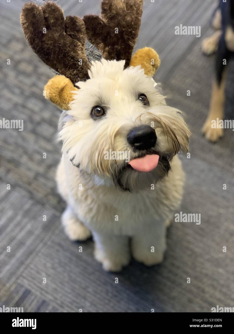 Silly dog Stock Photo