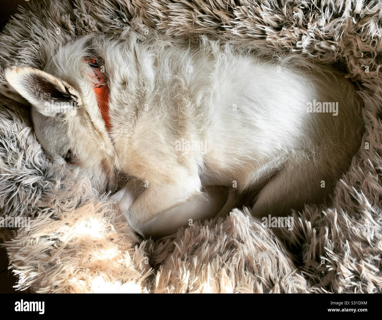 White Jack Russell sleeping in pet calming bed Stock Photo Alamy