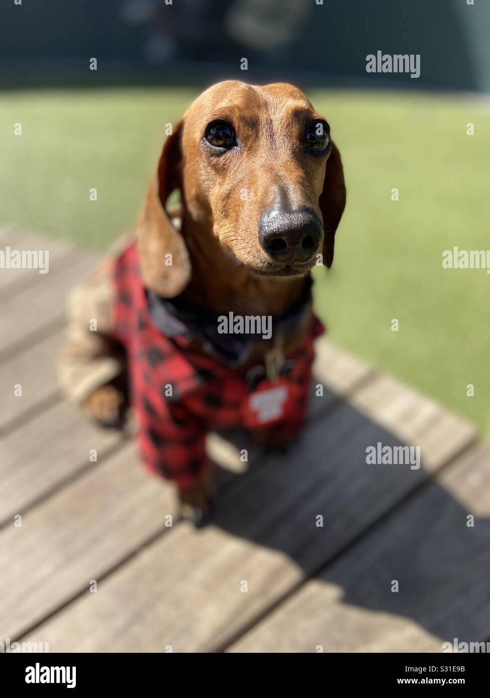 Dachshund pants top