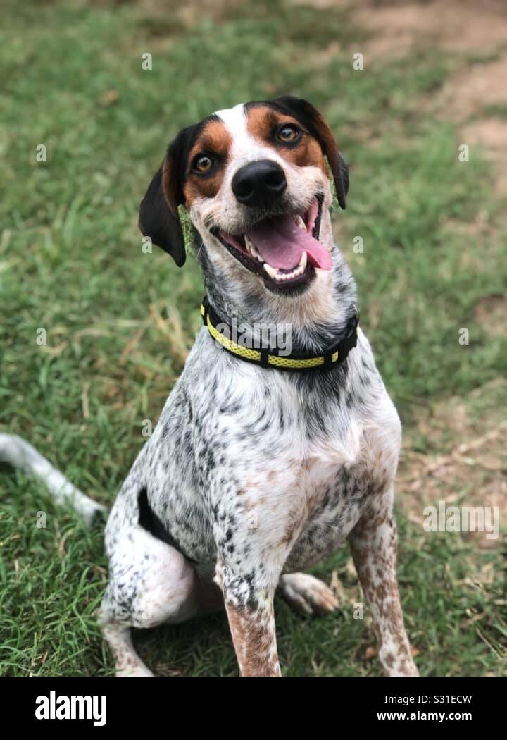 Blue tick hound hi-res stock photography and images - Alamy