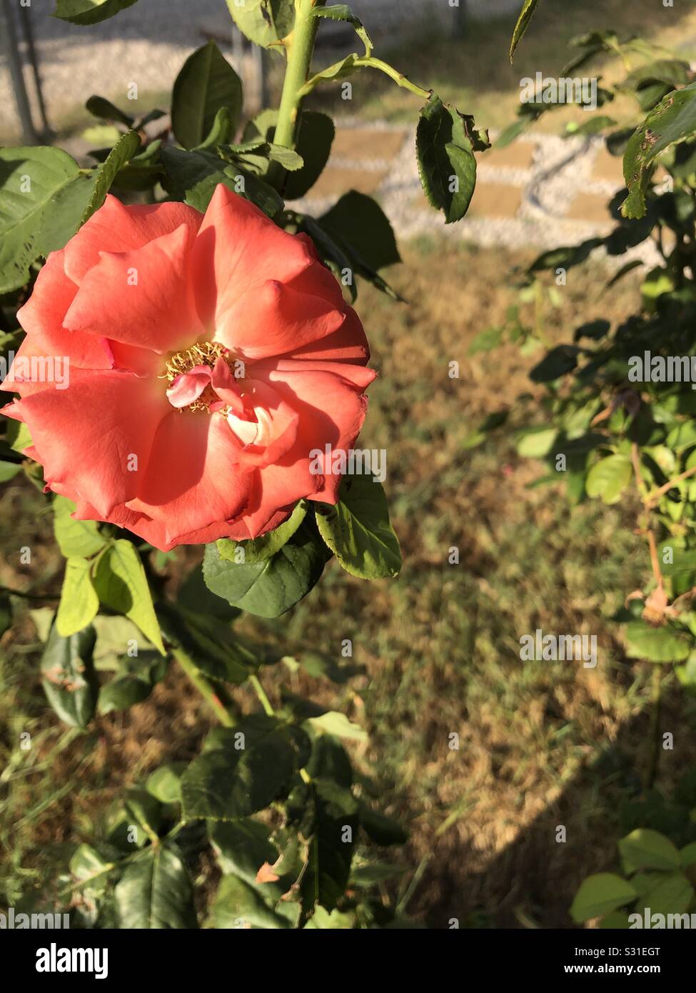 Rose thorn hi-res stock photography and images - Alamy