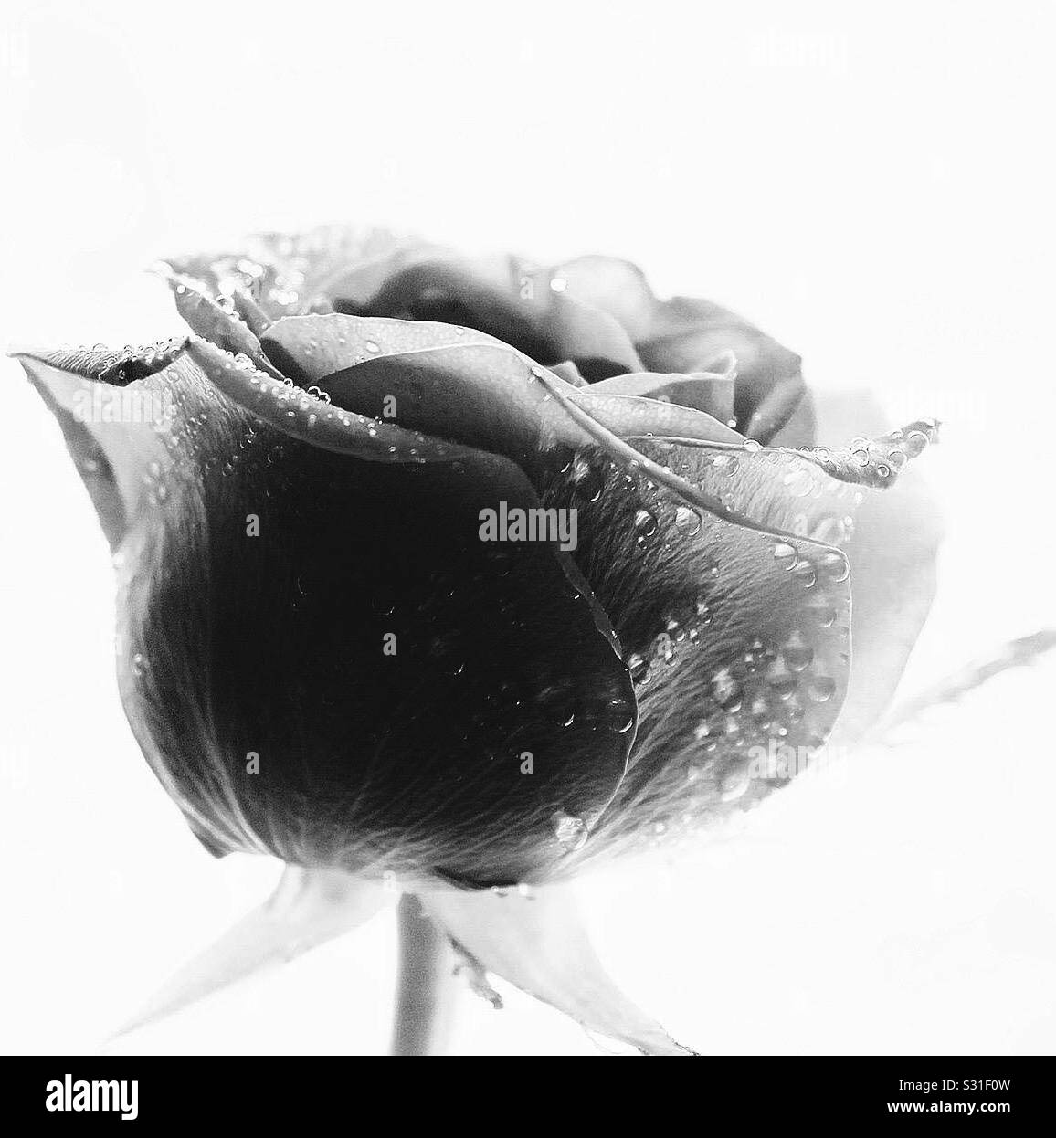 White rose with drops Black and White Stock Photos & Images - Alamy