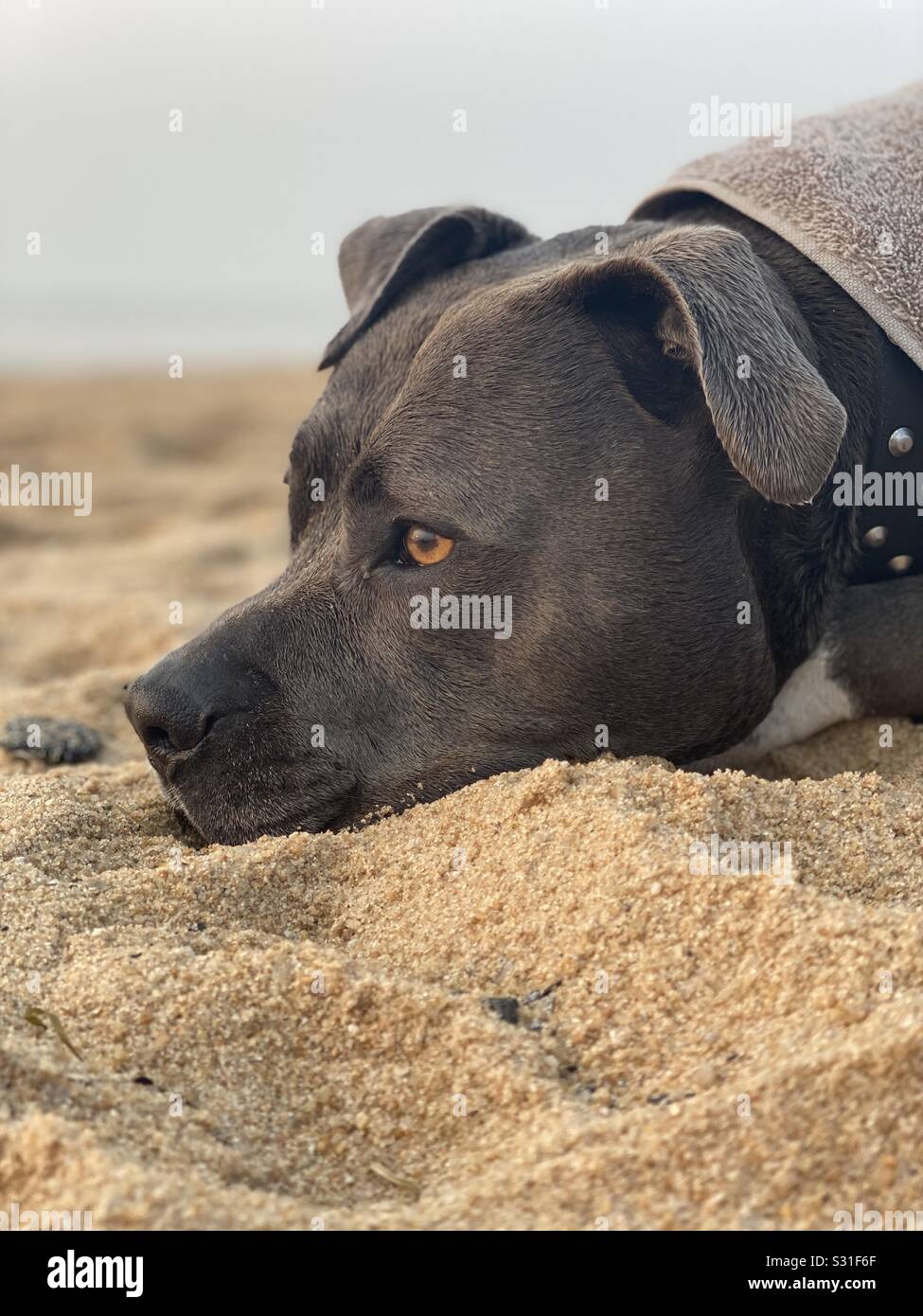 Beach puppy Stock Photo