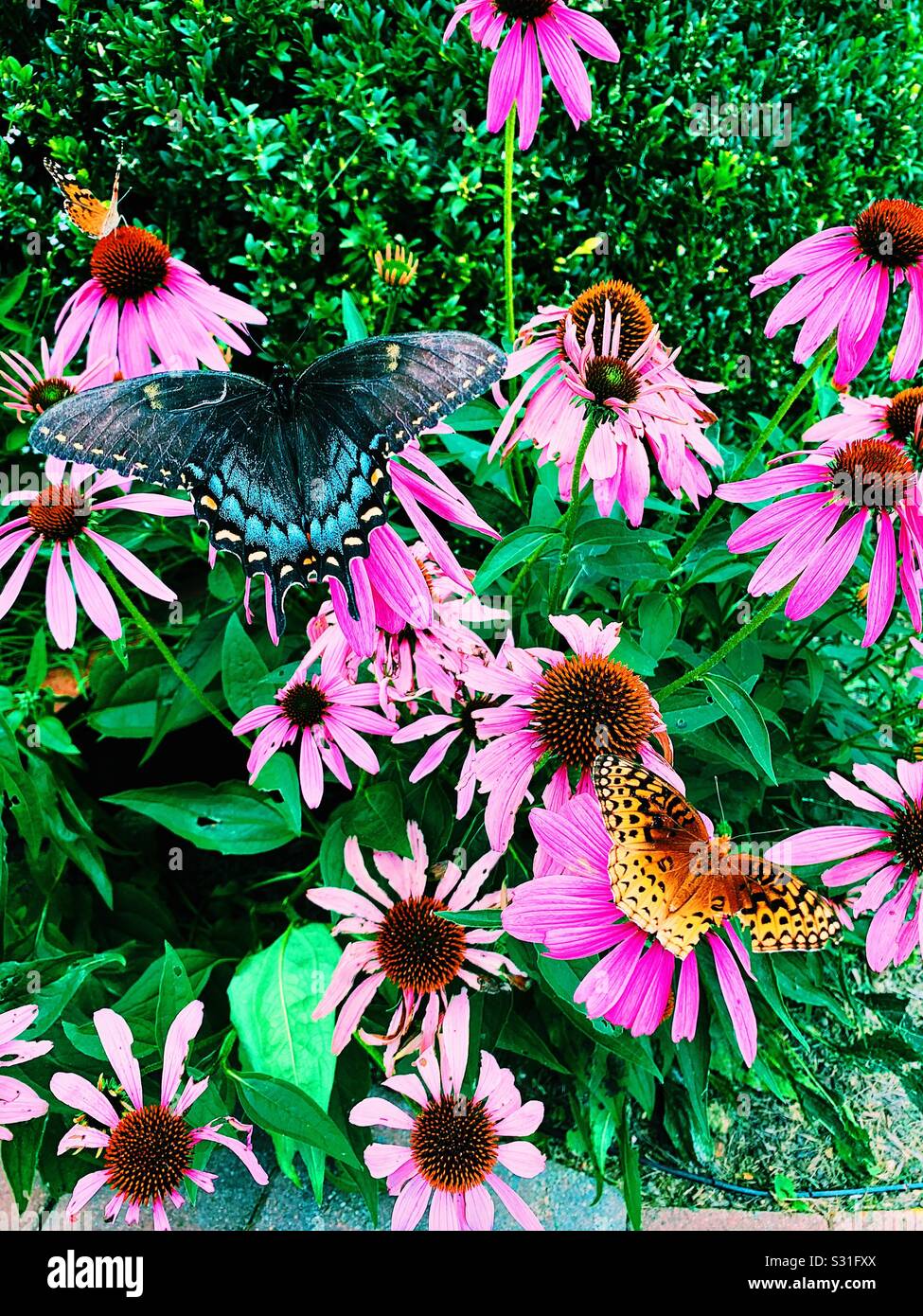 Butterflies and flowers Stock Photo Alamy
