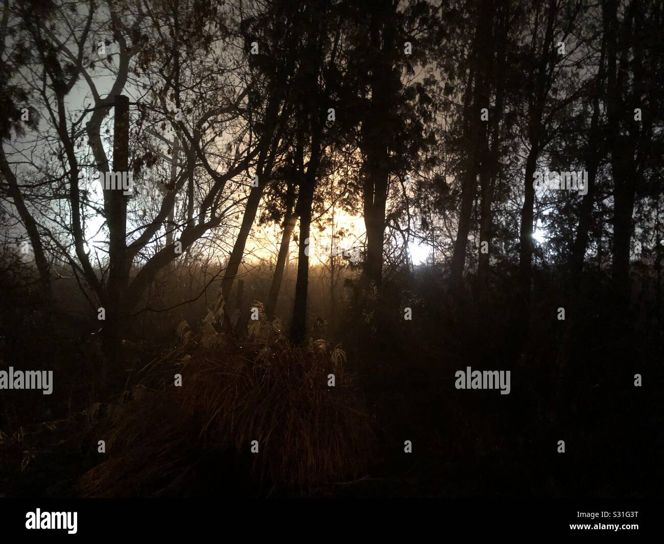 The Dark Forest Stock Photo Alamy