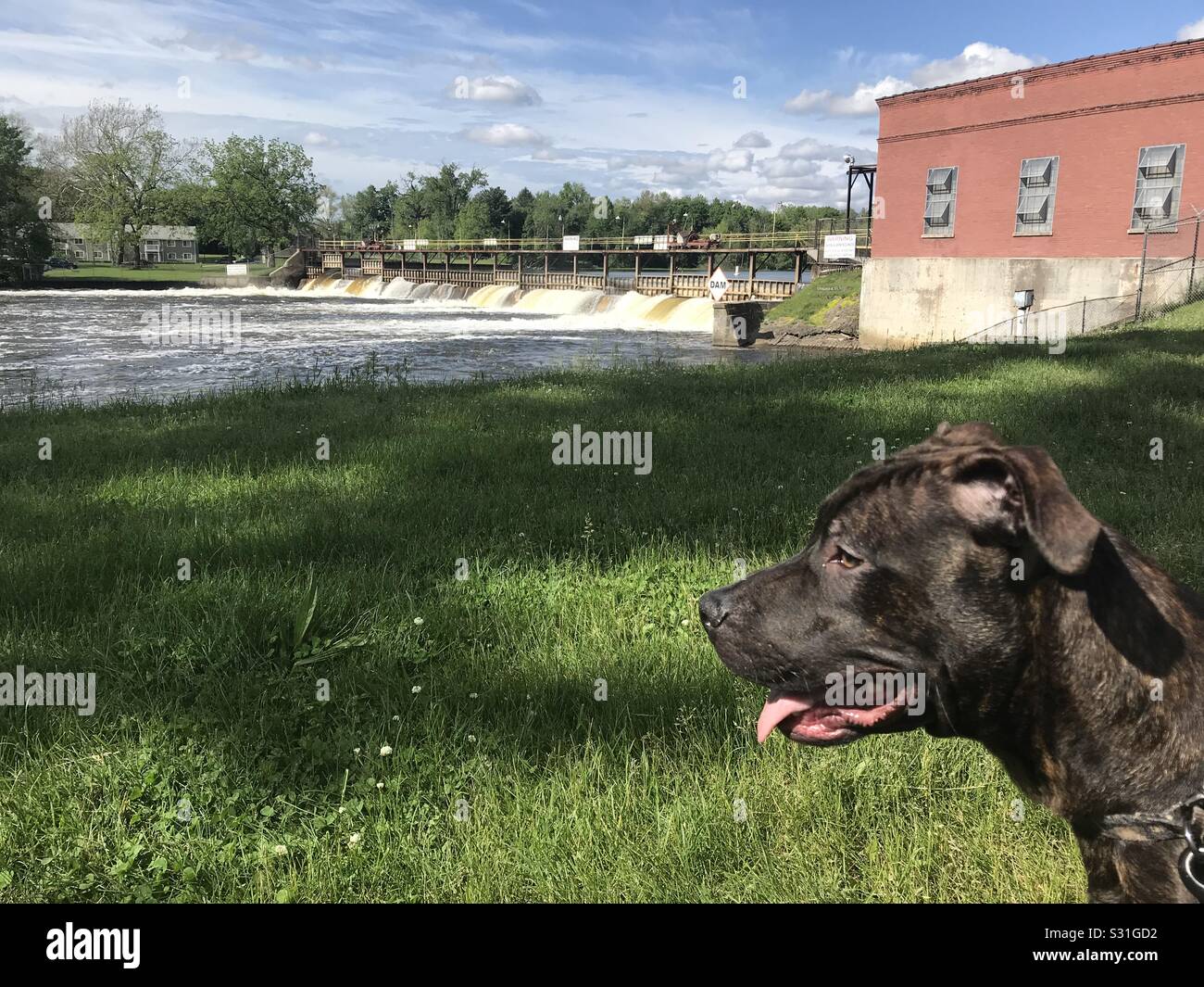 Kooper the dog out for a swim on a hot day. Stock Photo
