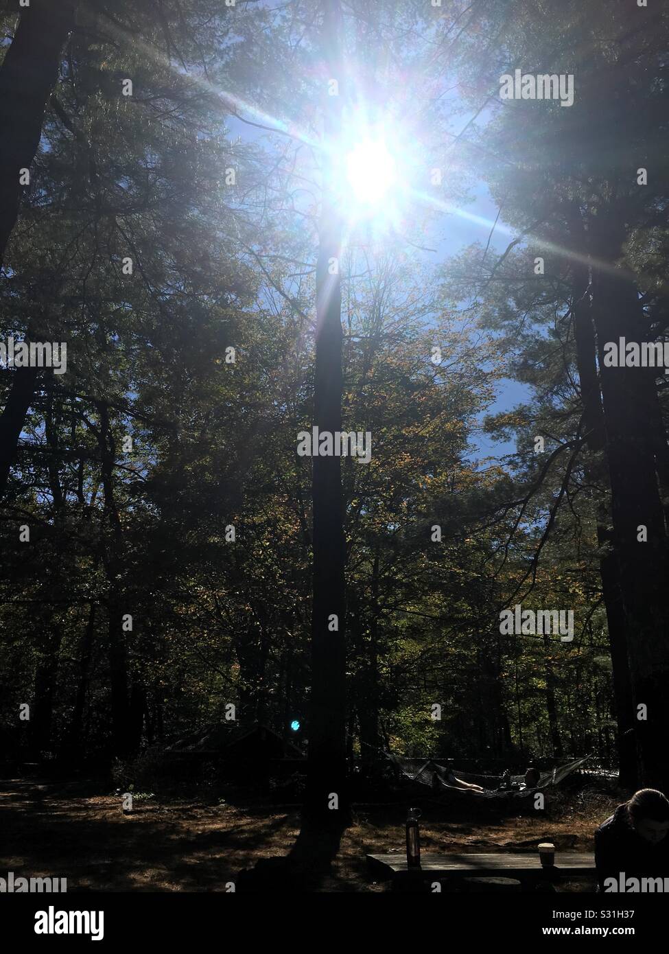 Sun beaming through a forest Stock Photo