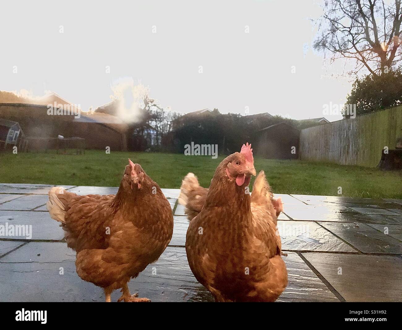 Chickens in a garden Stock Photo Alamy