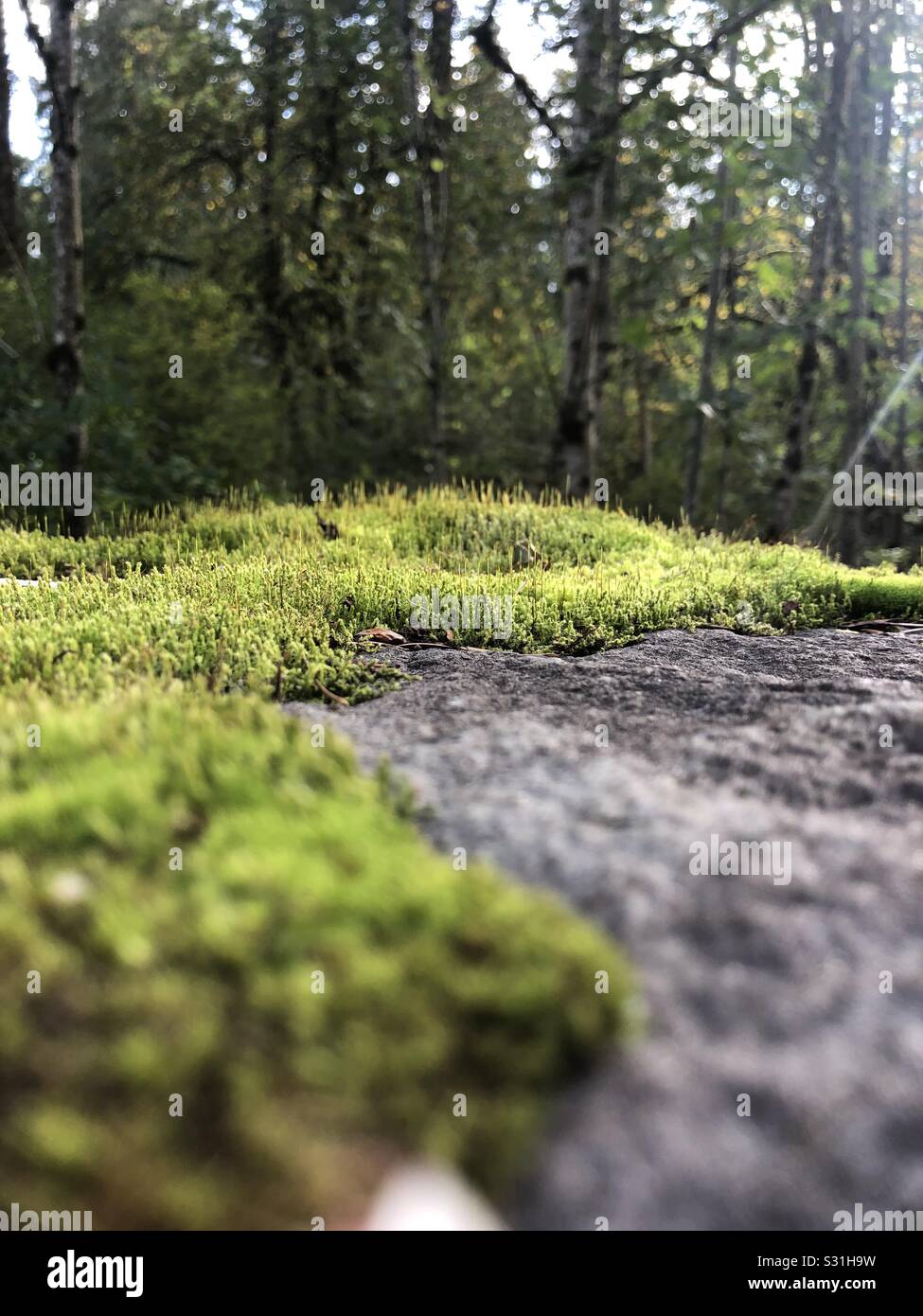 Enchanting mossy rock with a Forrest background. Stock Photo