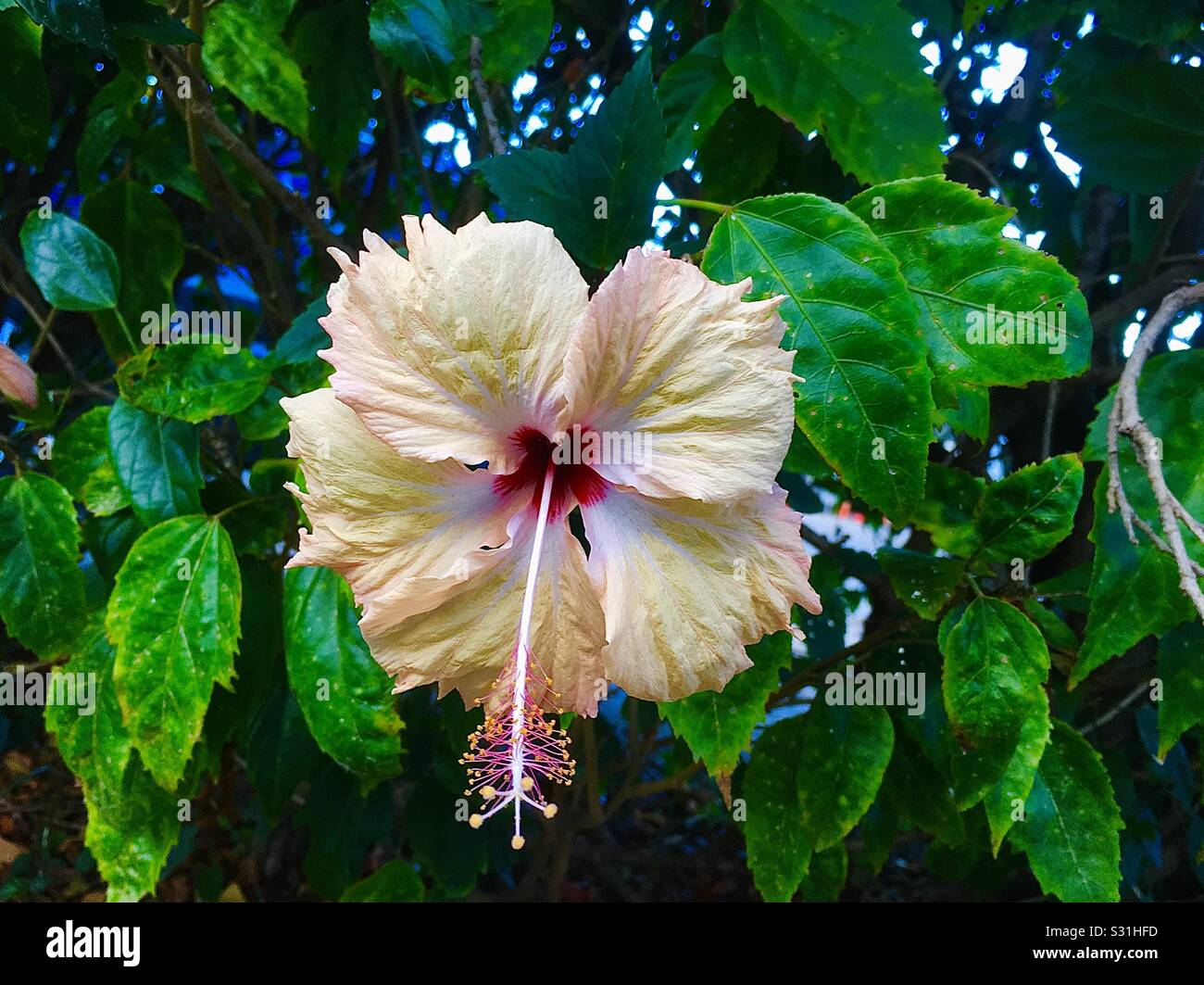 Fiji flower hires stock photography and images Alamy