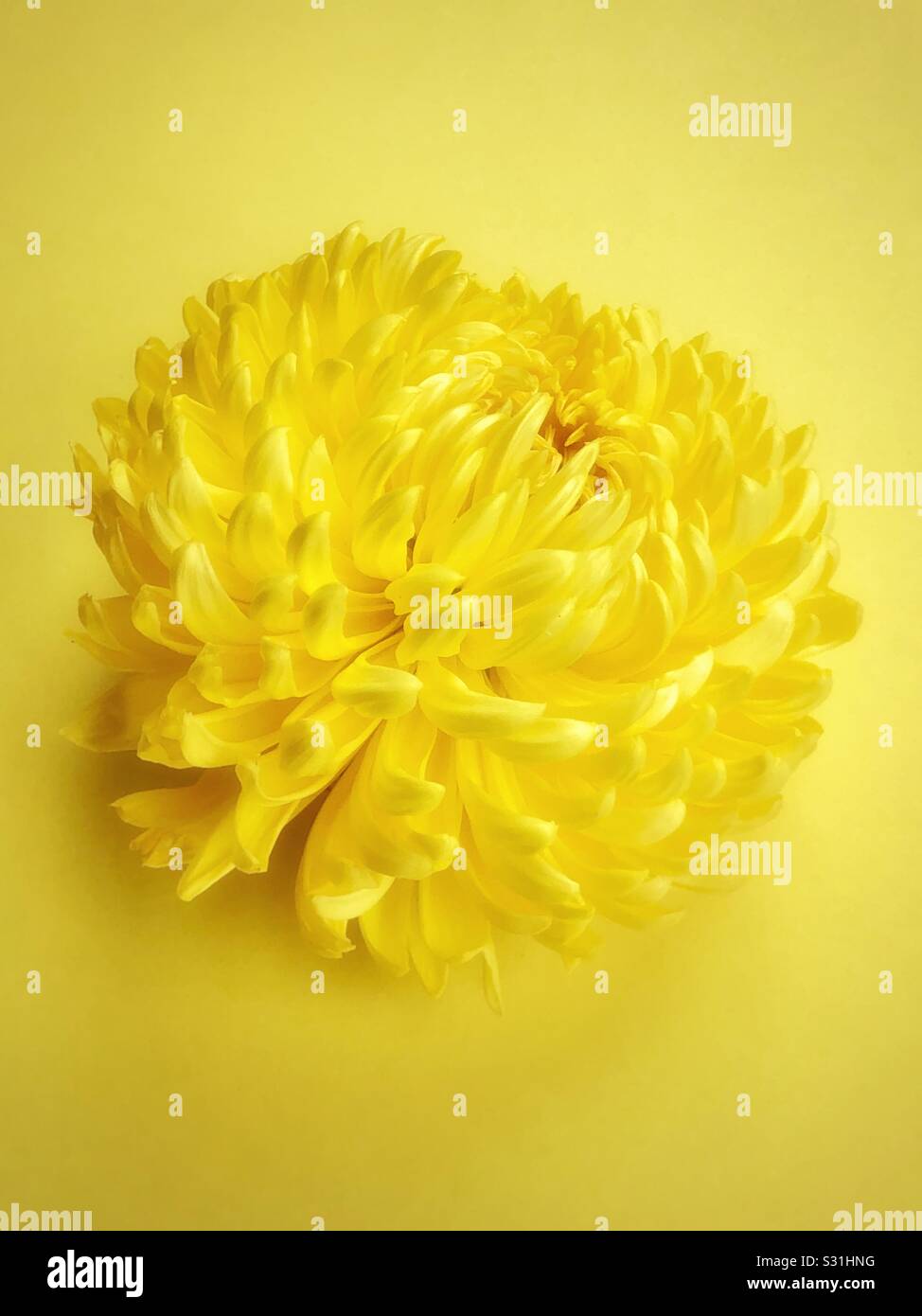 Chrysanthemum yellow glow Stock Photo