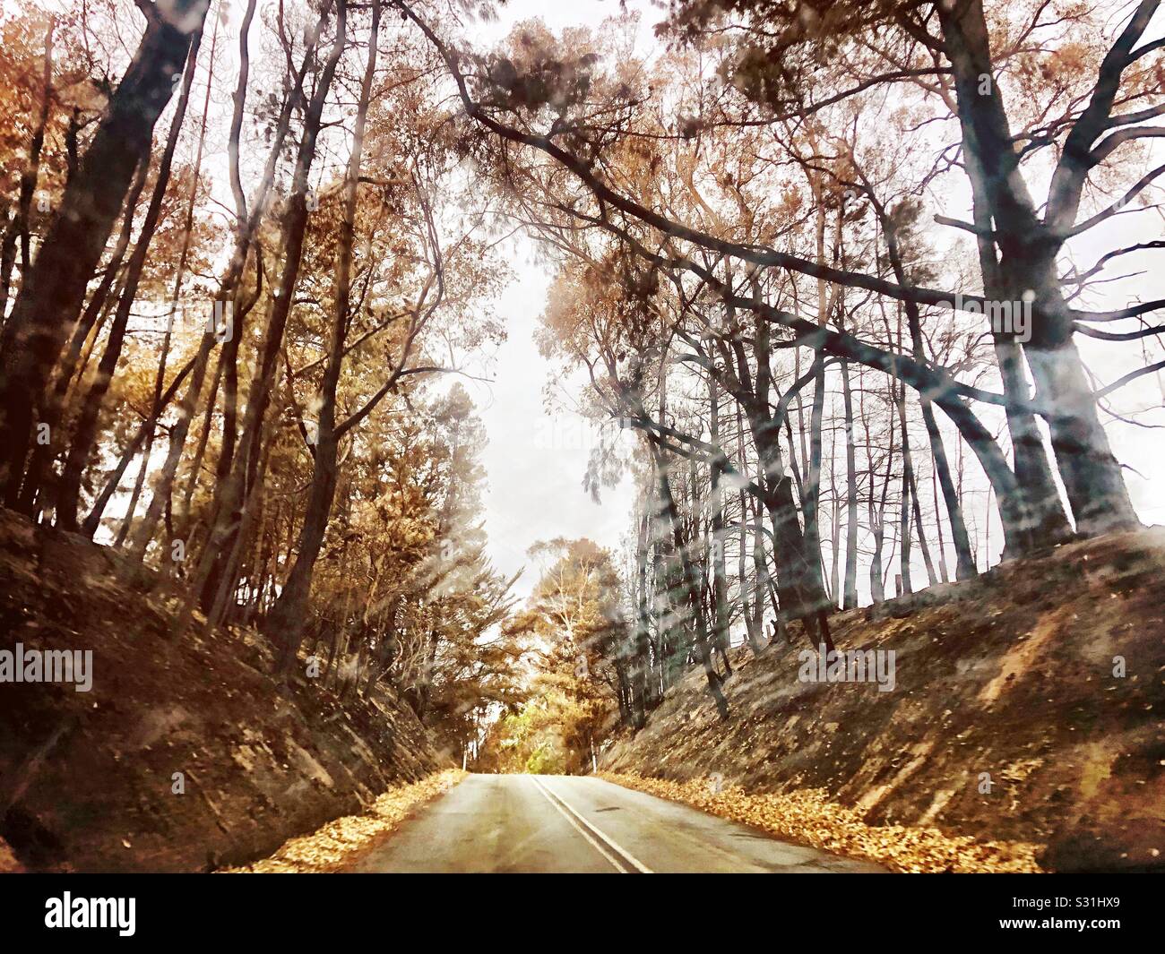 Road through burnt trees in Australian bushfire affected area in the Adelaide hills. January 2020 Stock Photo