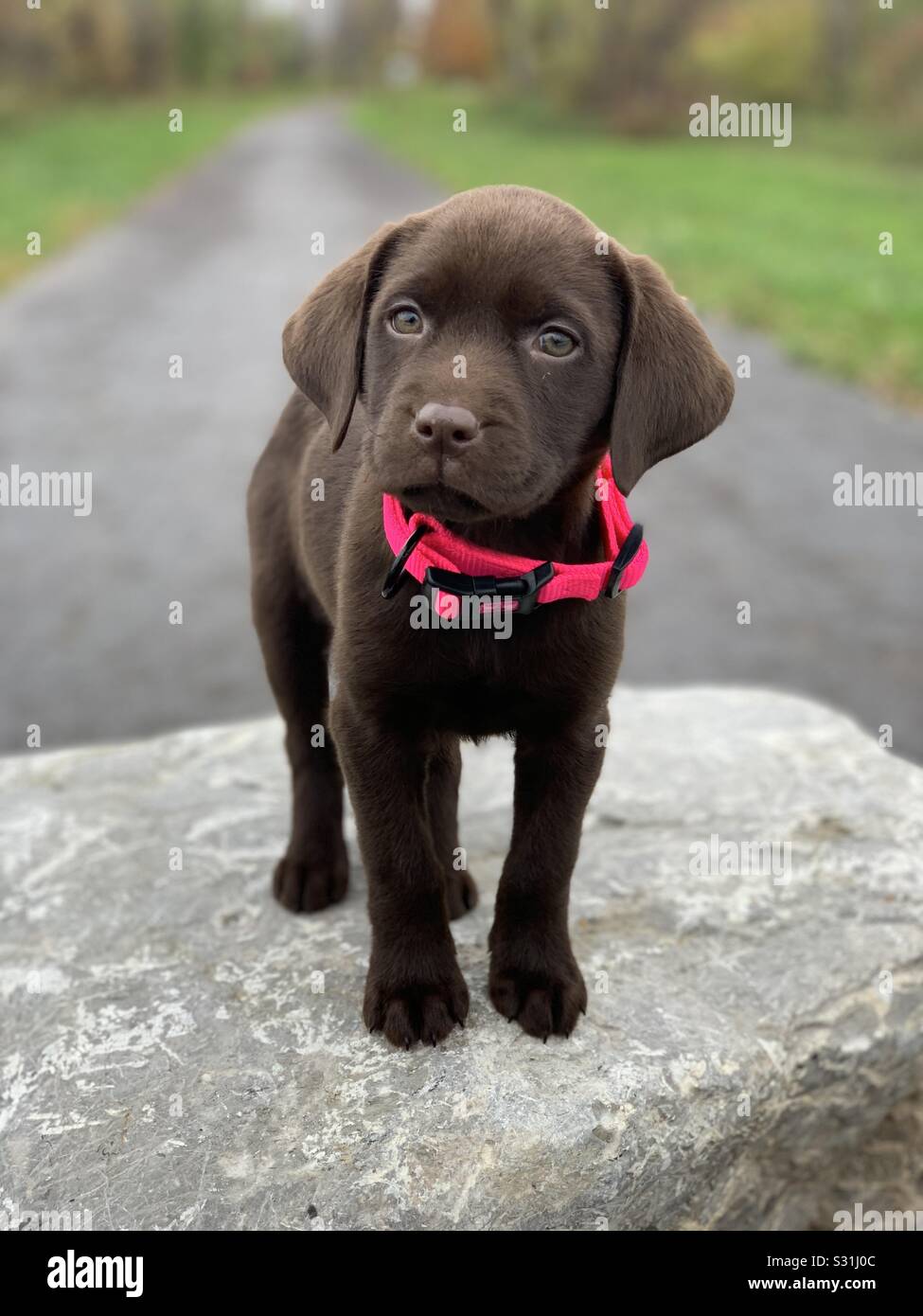 Labrador retriever chocolate blue eyes 2025