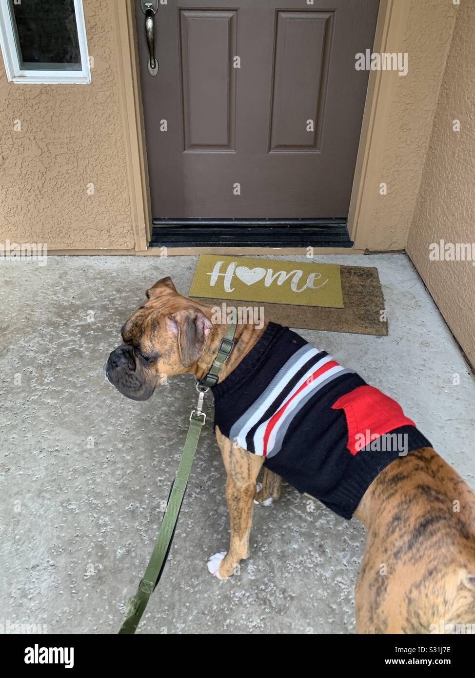 Walking the dog coming back home from taking the puppy on a walk Stock Photo Alamy