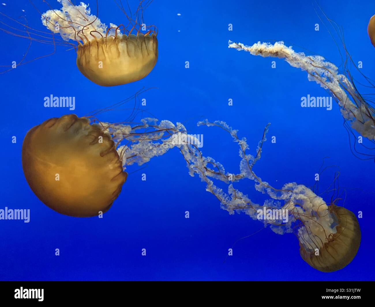 Jelly fish in Galveston Texas exhibit Stock Photo Alamy