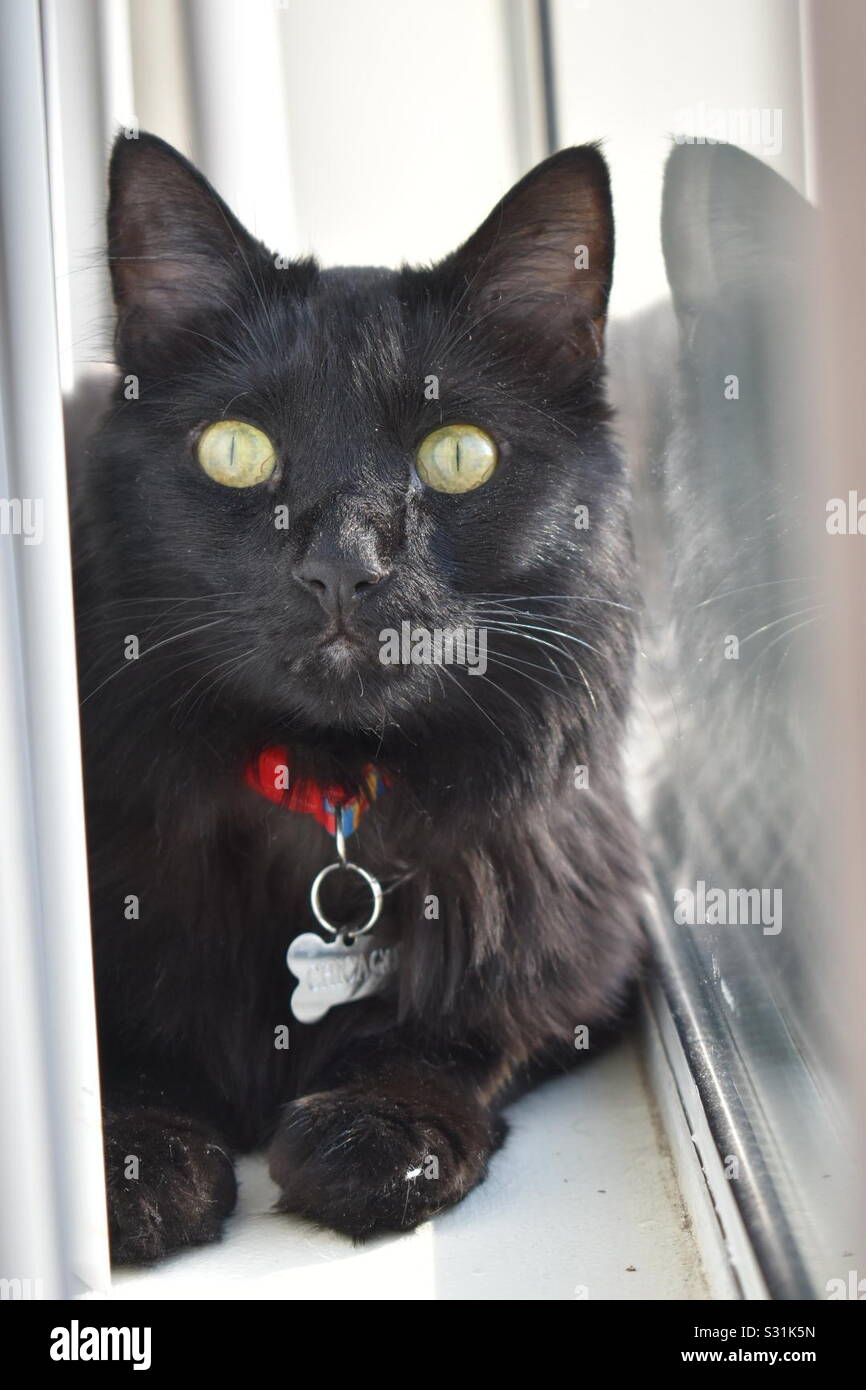Cat in window Stock Photo