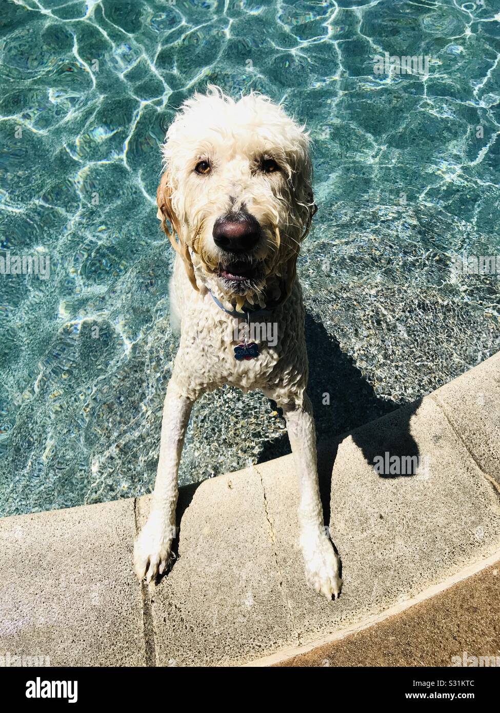 A wet labradoodle dog coming out of a pool. - Smartphone Captured Stock Image