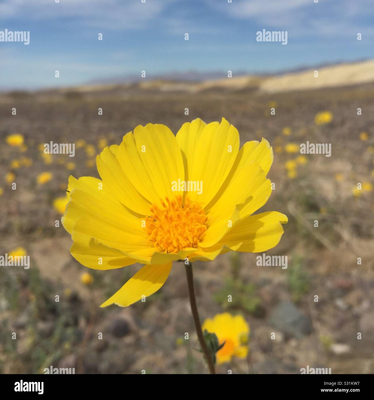Death Valley flower Stock Photo Alamy