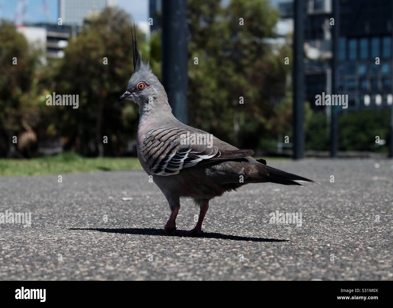 Top knot pigeon Stock Photo Alamy