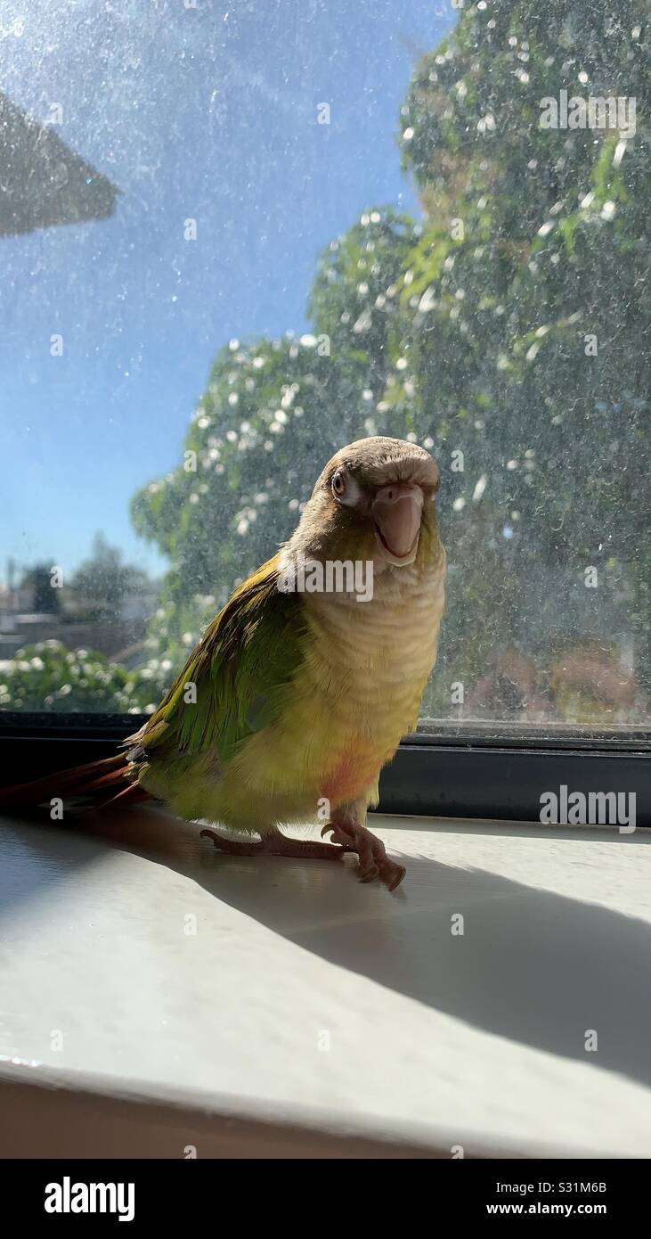 A conure parrot with an underbite Stock Photo