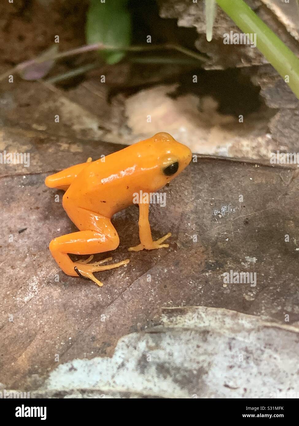 Orange poison dart frog Stock Photo