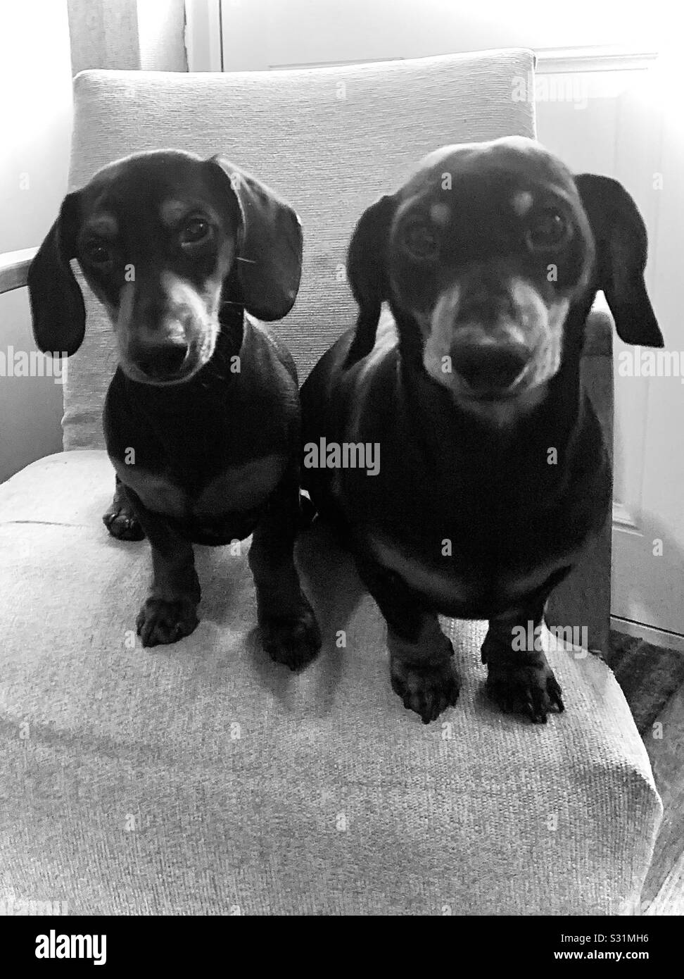 Miniature Dachshund and miniature dachshund puppy smooth hair Black and Tan photo in black and white Stock Photo