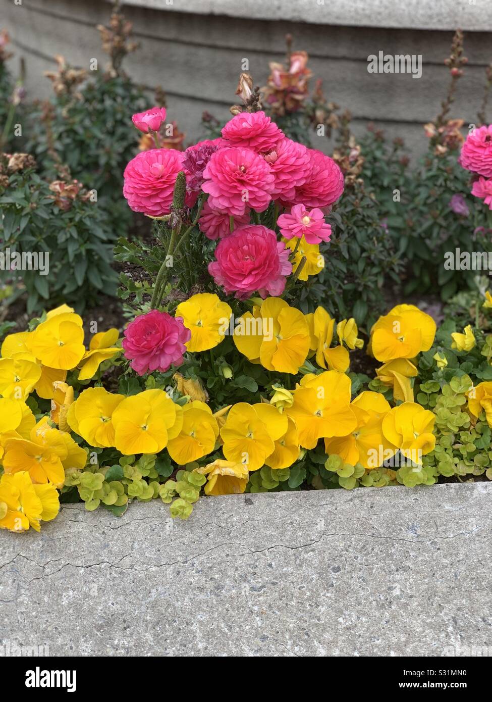 Colorful flowers of downtown Chicago Stock Photo Alamy