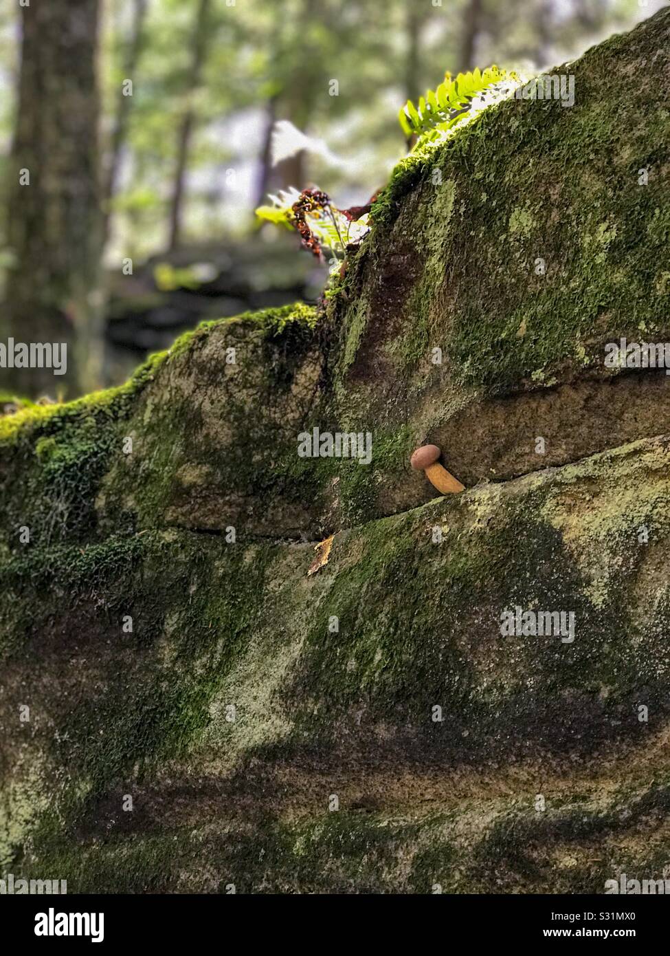 A tiny mushroom in a gorge. Stock Photo