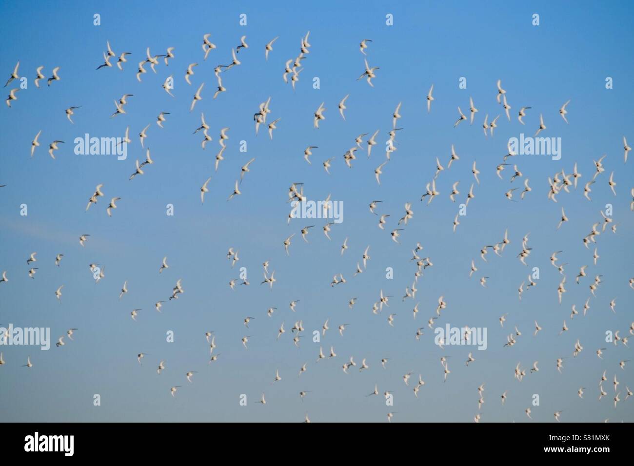 Flock of seabirds Stock Photo