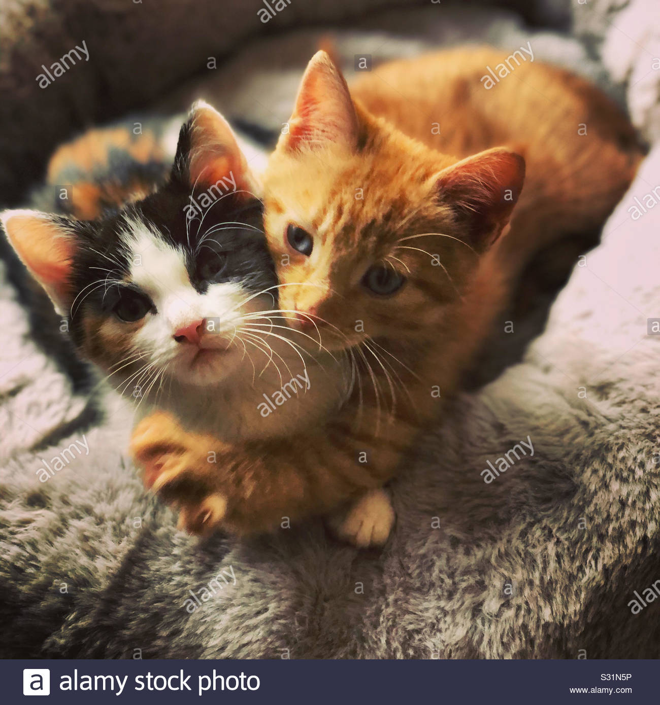 Cuddling Kittens Stock Photos Cuddling Kittens Stock Images Alamy