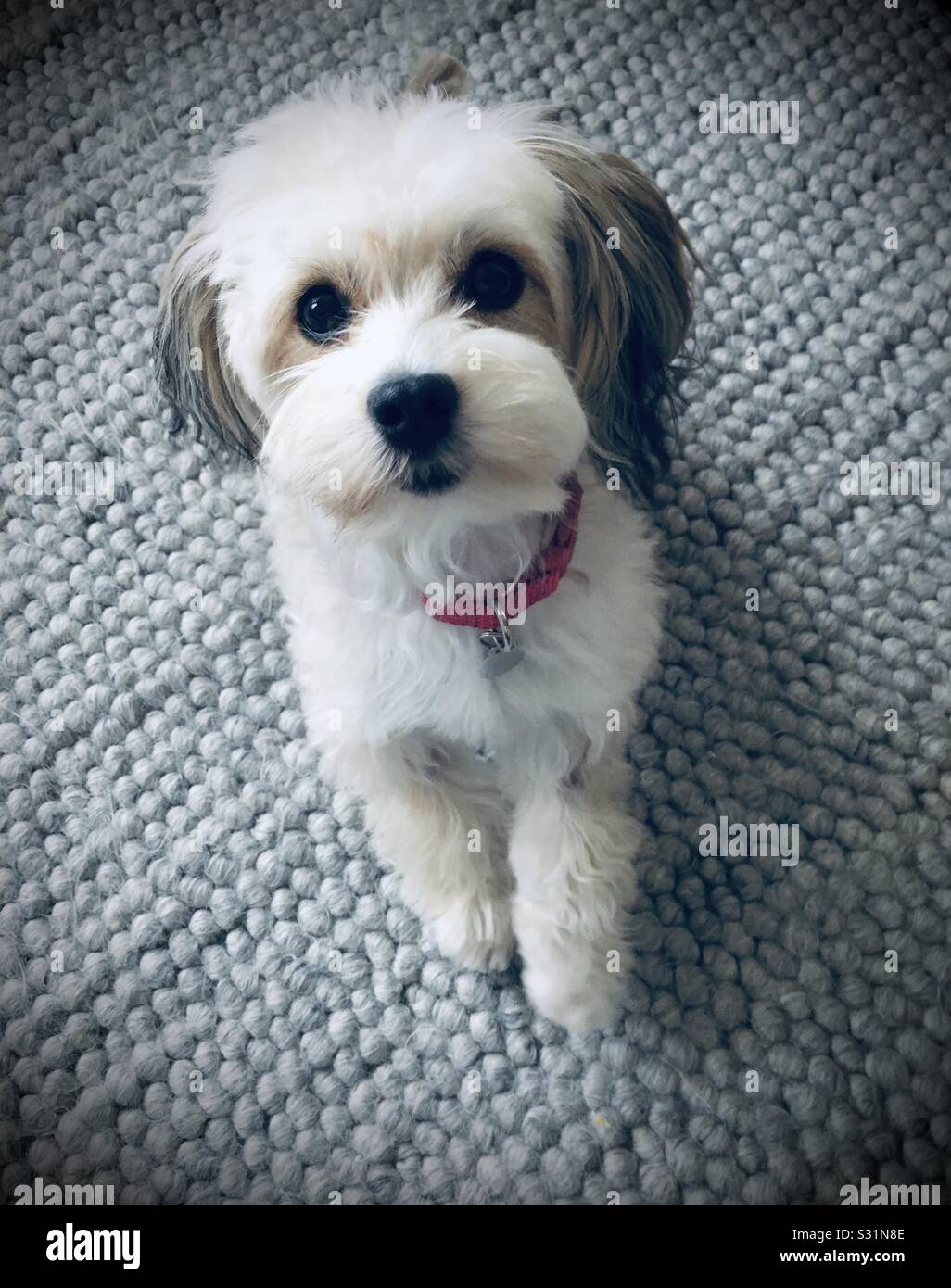 Fluffy dog on carpet Stock Photo Alamy