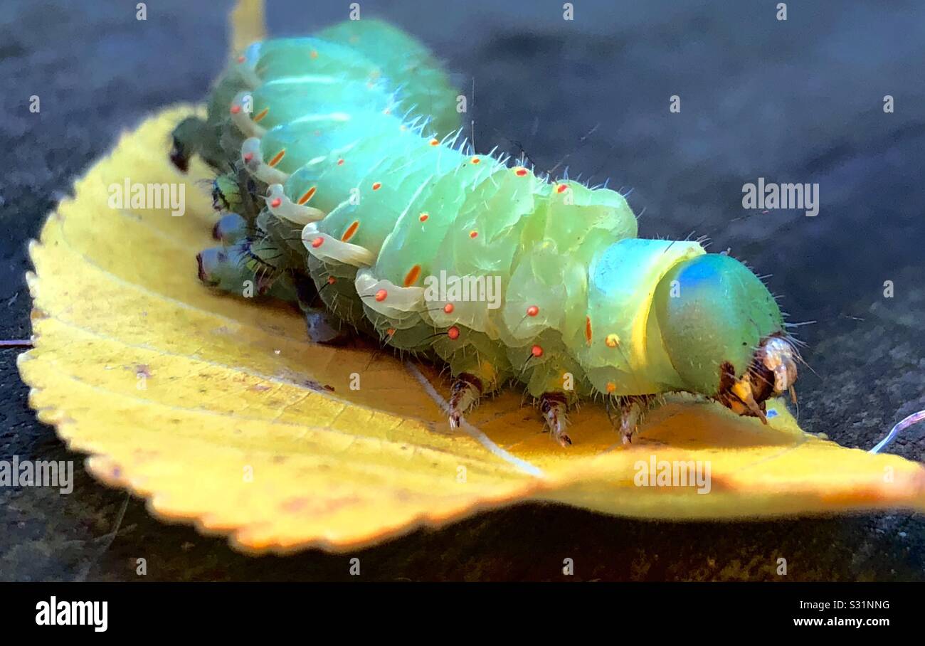 Polyphemus moth caterpillar crawling on a leaf Stock Photo Alamy
