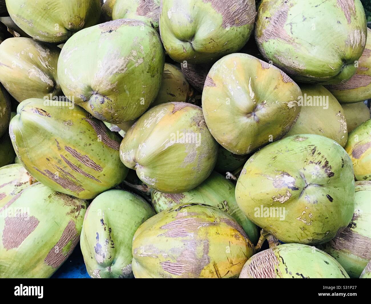 Pile of young green coconut for sale on roadside near aliyar dam, Tamil Nadu Stock Photo